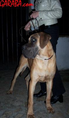 Pin Pan Pun Fuego De Garaba