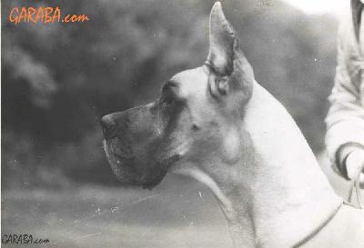 Petrouchka De La Pierre Du Roy