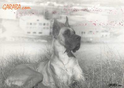 Petrouchka De La Pierre Du Roy