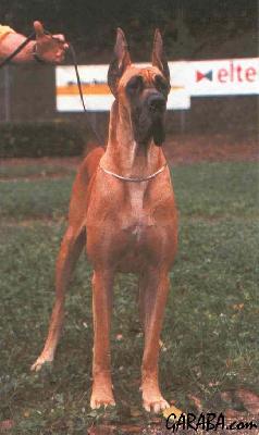 Ch Maria Alejandra Dell�elsa