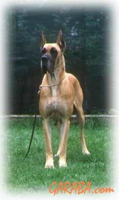 Ch Maria Alejandra Dell�elsa