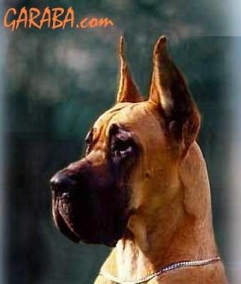 Ch Maria Alejandra Dell�elsa