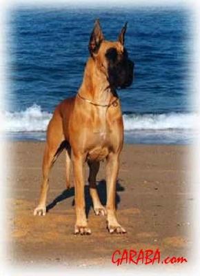 Ch Maria Alejandra Dell�elsa