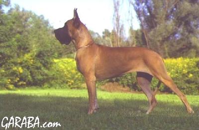 Ch Maria Alejandra Dell�elsa