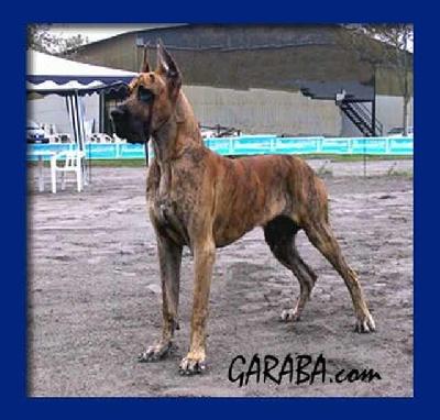 Ch Riks Mal De La Benjamine