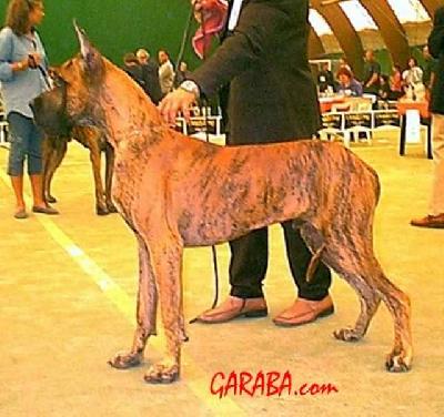 Ch Riks Mal De La Benjamine