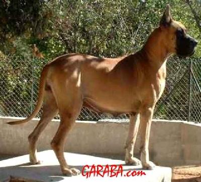 Ouergla D�iskandar