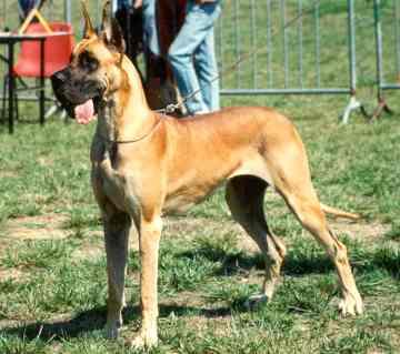 Iadja Des Petites Vernieres