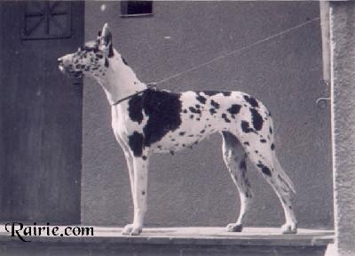 Bamba Funcken Von Der Heide