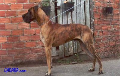 Nestor Von Kosigan De Aldama