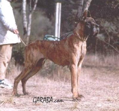 Nikita Des Terres De La Rairie