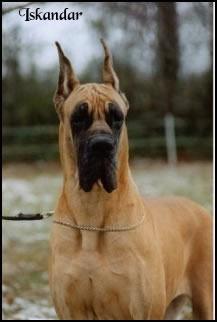 Petrouchka D�iskandar