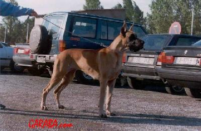 Ch Bona Dea D�acca Larentia