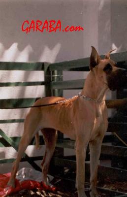 Ivresse Nocturne Des Petites  Vernieres