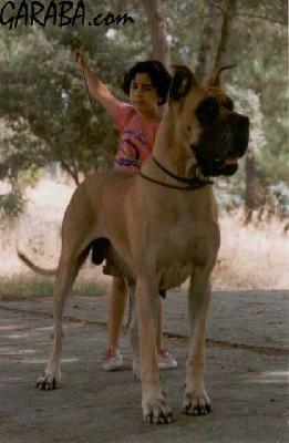 Ivresse Nocturne Des Petites  Vernieres