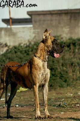 Jodie-foster De Garaba