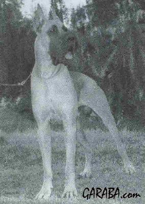 Ch Nutsy Du Clos De Moulitoun