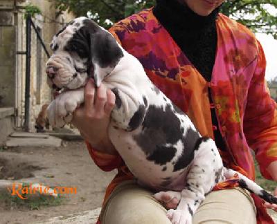 Uccella Des Terres De La Rairie