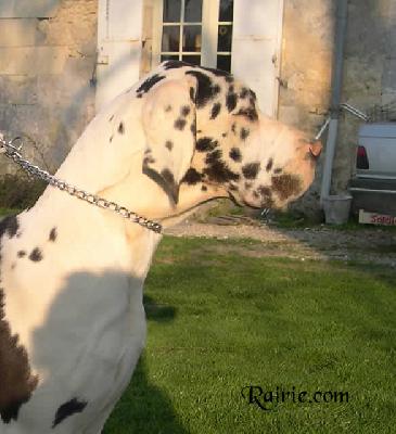 Uccella Des Terres De La Rairie