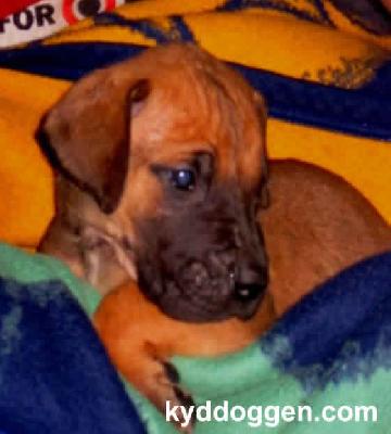 Archimedes Vom Regenbogental