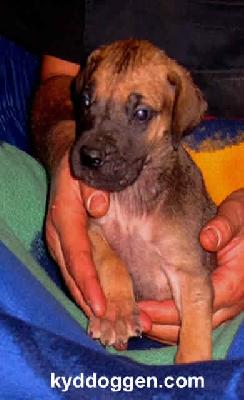 Amadeus Vom Regenbogental