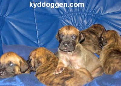 Asterix Vom Regenbogental