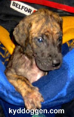 Ambos Vom Regenbogental