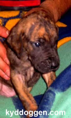 Anton Vom Regenbogental