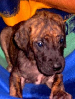 Arthur Vom Regenbogental