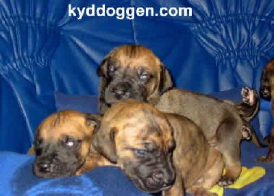 Aphrodite Vom Regenbogental