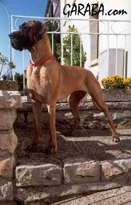 Janah Vom  Hause Rawert