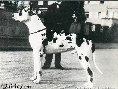 Ch Ajax Von Dem Gilbach