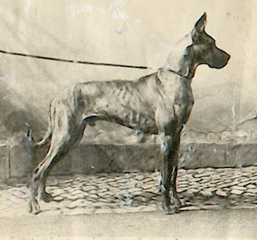 Innstein Von Schilfkolben