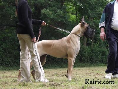 Romarine Des Terres De La Rairie