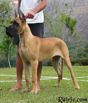 Urielle Des Terres De La Rairie