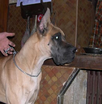 Urielle Des Terres De La Rairie