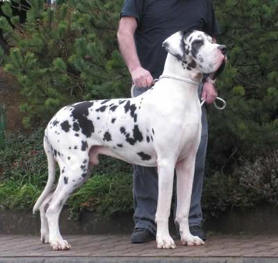 Elamo Vom Wasigenstein