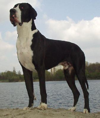 Antares Vom Zerberus