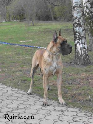 Ch Rififi Des Terres De La Rairie