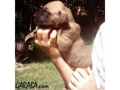 Amore De Garaba