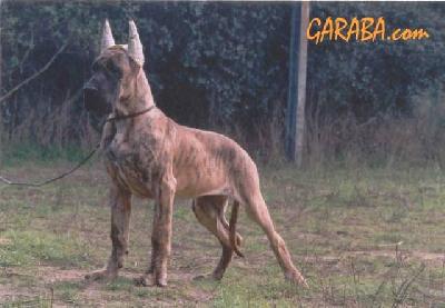 Adagio De Garaba