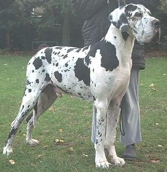 Rocky Vom Hause Wonderful