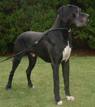 Xantos Von Der Schlehhecke