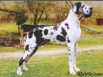 Lorris Bohemia Abrus