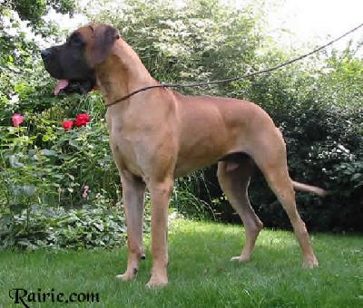 Akiem Vom Schlo Seehof