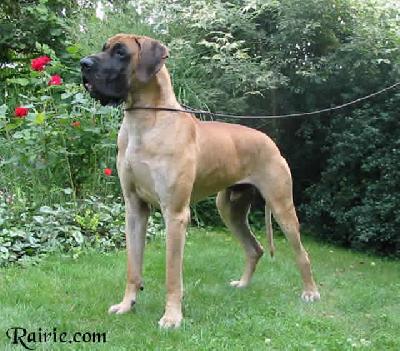 Akiem Vom Schlo Seehof