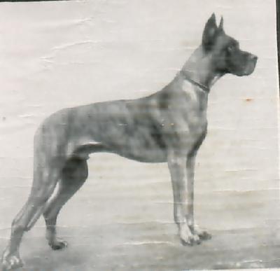 Ch Ajax Von Elbschlossen