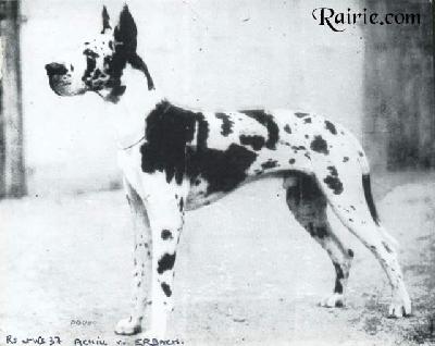 Ch Achill Von Erbach