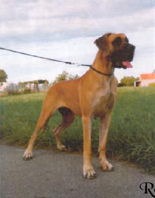 Ch Marlene Des Petites Vernieres