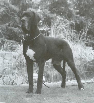 Elwood Vom D�nner Land